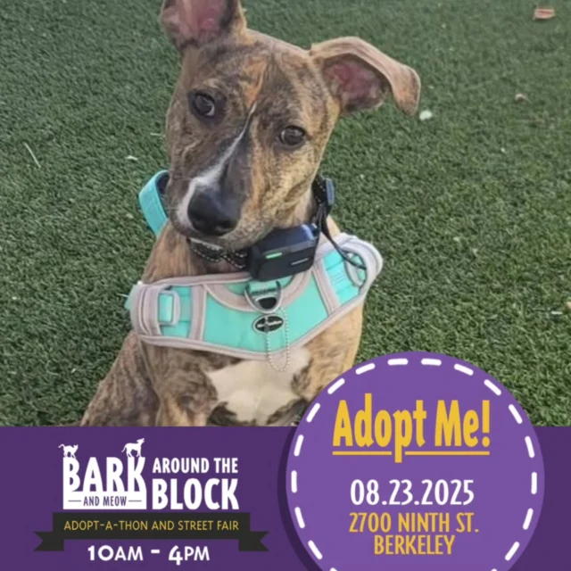 🐾 Come See Us This Saturday! 
📅 8/23 | 10 AM–4 PM
📍 Bark & Meow Around the Block – 2700 19th Street, Berkeley

We’ll have a big selection of adoptable kittens and puppies ready to meet you! 💕

And guess what? Radar will be there too, still searching for his forever home.
This brave boy was once strangled and left mostly blind… but you’d never know it from the way he embraces the world—with love, curiosity, and trust.

Though his vision is limited, his spirit shines brighter than ever. ✨

✅ Great with other dogs (would love a furry buddy to help guide him)
✅ Okay with cats (he might try to play)
✅ Good with kids (loud noises can startle him)
✅ Walks well on leash (some pulling)
✅ About 90% potty trained
✅ Knows sit, stay, and wait

Radar has already come so far—now he just needs a patient, loving home to continue his journey. 🐶❤️

👉 Interested in adopting Radar?
Visit: www.ebarr.org/dogs-puppies
Submit your completed application to animalrescue@ebarr.org

#batbadopt 
#eastbayanimalrescueandrefuge