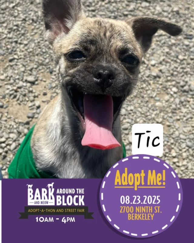 Come see us at the Berkeley Humane Bark Around The Block, this Saturday 8/23. Meet some of our adorable available puppies and find a new best friend! See lots of organizations and vendors, and enjoy this street fair with us!

Siblings Tic and Tac are very sweet and full of life. These puppies are ready to play!

berkeleyhumane 
#BATBAdopt
#batbday25 
#puppiesforadoption #adoptarescuedog #puppylover
