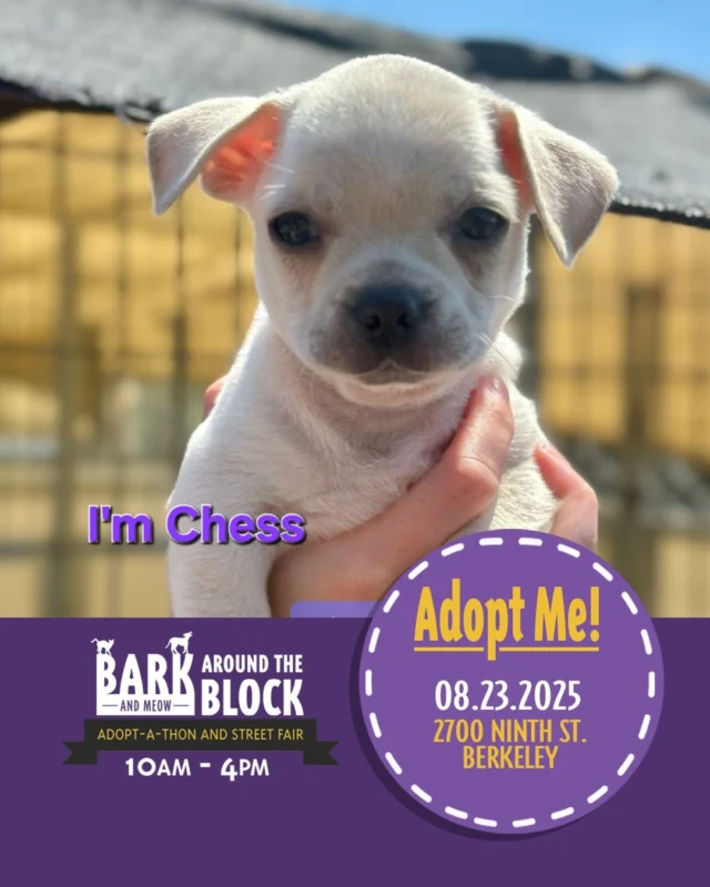Come see us at the Berkeley Humane Bark Around The Block, this Saturday 8/23. Meet some of our adorable available puppies and find a new best friend! 
See lots of organizations and vendors, and enjoy this street fair with us!

berkeleyhumane 
#BATBAdopt
#batbday25 
#puppiesforadoption #adoptarescuedog #puppylover