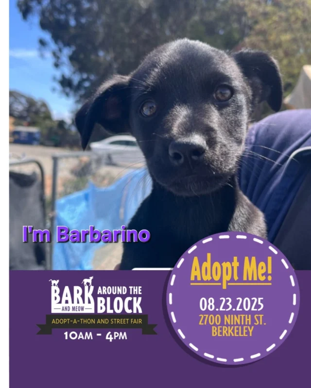 Come see us at the Berkeley Humane Bark Around The Block, this Saturday 8/23. Meet some of our adorable available puppies and find a new best friend! 
See lots of organizations and vendors, and enjoy this street fair with us!

The Travolta brothers are ready for their furever homes! 

berkeleyhumane 
#BATBAdopt
#batbday25 
#puppiesforadoption #adoptarescuedog #puppylover