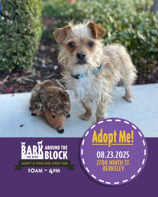 Looking for a pup who will fit in your pocket? Silly Putty weighs a whopping 6 lbs! This pint-sized pup has a joy for life that is contagious! Come meet him at Bark Around the Block this Saturday! We WILL be doing on-site adoptions — visit dpsrescue.org to get your applications in now. 

#BATBAdopt #adoptdontshop #rescuedogs #rescuedismyfavoritebreed #dpsrescue #yorkiemix