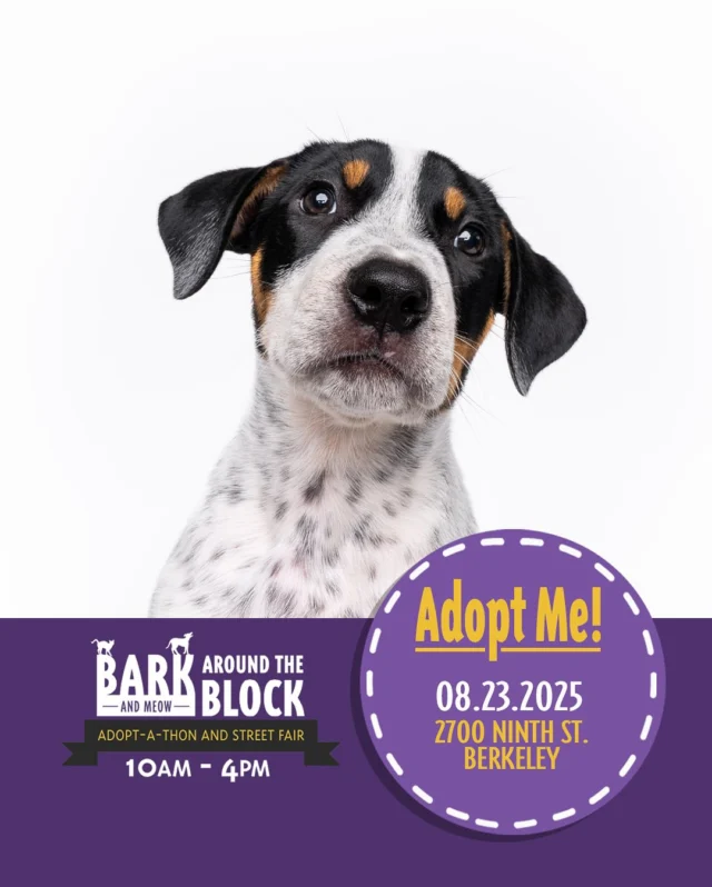 The Games Pups are cuteness incarnate! They have gorgeous personalities and fabulous outgoing personalities to match. Come meet them at Bark Around the Block this Saturday! We WILL be doing on-site adoptions — visit dpsrescue.org to get your applications in now. 

#BATBAdopt #adoptdontshop #rescuedogs #rescuedismyfavoritebreed #dpsrescue