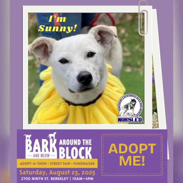 Meet Sunny! This girl is just under a year old and ready for her forever home!🌞

She'll be at Bark (and Meow) Around the Block hosted by our friends berkeleyhumane!🐾

📍2700 Ninth St. Berkeley, CA
📆 Sat. 08/23/25
🕛 10:00-4:00

This free outdoor event features entertainment, food and so much more, including dogs looking for their forever homes. Enjoy a fun-filled day and meet your future BFF.🥰

🐾We'll have adoptable dogs, vetted and ready for a new life! Our full line-up of dogs attending is coming soon. If you want to meet one in particular, please let us know, and we'll try to get them there. Pre-apply and maybe you can take one home.❤️

For more info on NorSled and our dogs, please visit: www.norsled.org.🐺

#BATBAdopt #berkeleyhumane #norsled #norsledrescue #fosteringsaveslives #fostertoadopt #adoptdontshop #adoptme #rescuedismyfavoritebreed #rescuedogsrock #huskiesofinstagram #rescuedogsofinstagram
