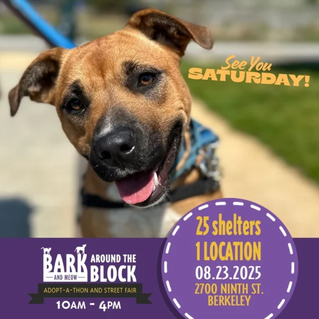 Lady can’t wait to meet you tomorrow at Bark (& Meow) Around the Block! Saturday, August 23rd from 10am to 4pm. Don’t forget to visit the Berkeley Animal Care Services booth to meet some of our lovable, adoptable dogs.🐾

We are also having free adoptions at BACS for this Saturday! After you check out the adoption street fair, head on over to 1 Bolivar Drive to view the rest of our animals. Help us Clear the Shelters! 

There is still time to donate:
https://donate.clearthesheltersfund.org/page/berkeleyanimalcareservice-1

🐾 Berkeley Animal Care Services, 1 Bolivar Drive, Berkeley, CA
⏰ Mon - Sat: 10am - 4pm with extended hours on Wednesday until 7pm.
⏰ Sundays: 11am to 3pm
📧 Email: animalservices@berkeleyca.gov or call (510) 981-6600

cityofberkeley berkeleyhumane friendsofbacs 
#cleartheshelters #BATBDay25 #berkeleyanimals #BATBAdopt #BATB