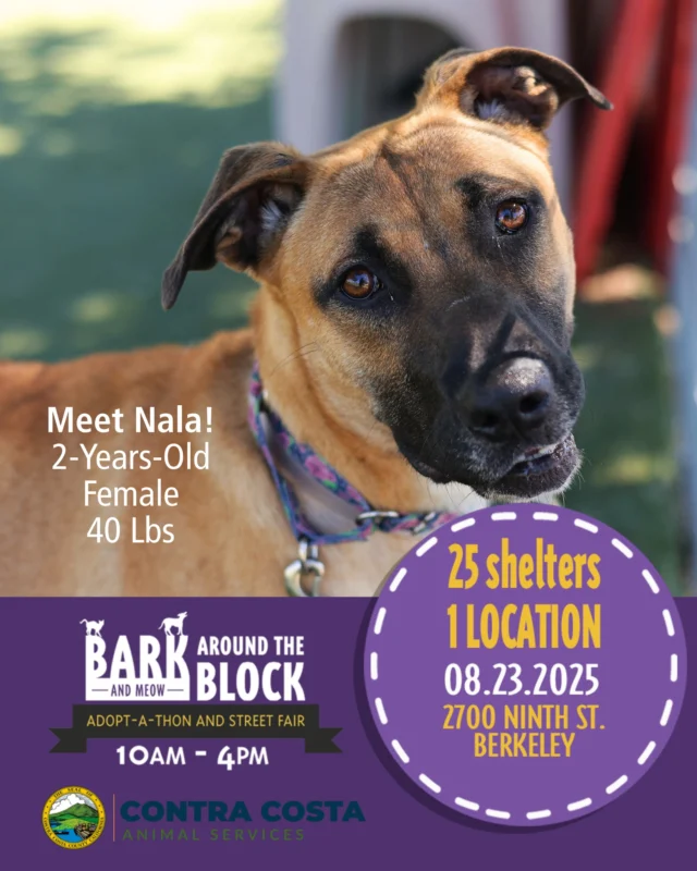 We’re so excited for berkeleyhumane's Bark Around The Block! 🐾🎉 This outdoor, free-to-attend event takes place on Saturday, August 23 at 2700 Ninth St., Berkeley and will bring together hundreds of adoptable animals from shelters and rescues across the Bay Area. 

Plus, enjoy live music, food & beer, local vendors, pet goodies, and so much more!

✨ Swipe to seet the furry friends we’re bringing along. They can’t wait to meet you!

#BATBDay25 #BATBAdopt