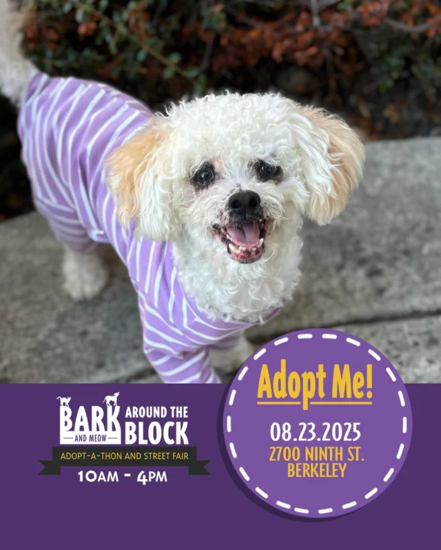 Lambie has had quite the rescue journey - and he wants to tell you all about it! He’s been waiting MONTHS to find his forever home… will this be his weekend? Come meet him at Bark Around the Block this Saturday! We WILL be doing on-site adoptions — visit dpsrescue.org to get your applications in now. 

#BATBAdopt #adoptdontshop #rescuedogs #rescuedismyfavoritebreed #dpsrescue #maltipoo