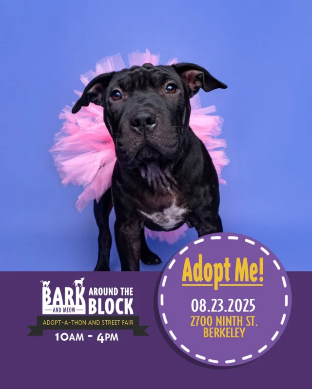 Wrinkles says: “I know my boyfriend Bash is very handsome, but you should adopt ME!” Come meet both of these youngsters at Bark Around the Block this Saturday! We WILL be doing on-site adoptions — visit dpsrescue.org to get your applications in now. 

#BATBAdopt #adoptdontshop #rescuedogs #rescuedismyfavoritebreed #dpsrescue #sharpei
