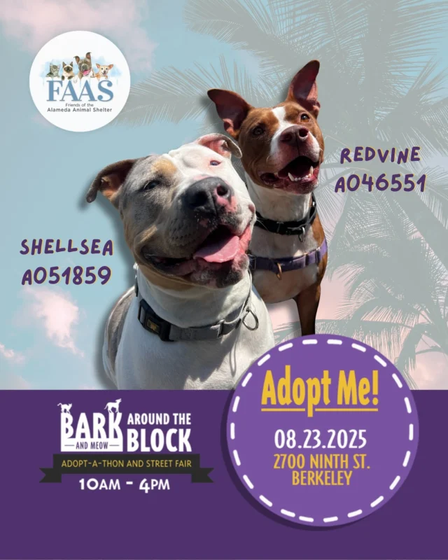 Meet our starting lineup! Join FAAS and 25+ other shelters at berkeleyhumane at Bark (and Meow!) Around the Block Adopt-A-Thon today from 10AM-4PM. 

Our goal is to help hundreds of animals find their perfect homes. Who knows, you may find your perfect pup or kitten today! All pups, cats, and kittens at this event have a $50 adoption fee. See you soon💛  #BATBAdopt #BarkAroundTheBlock #Adopt #AdoptAPet #BATBDay