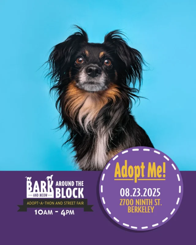 Hollywood is a hidden gem! He’s in the running for “best rescue dog ever” and yet he’s still up for adoption! Come meet him Saturday at Bark Around the Block! We WILL be doing on-site adoptions — visit dpsrescue.org to get your applications in now. 

#BATBAdopt #adoptdontshop #rescuedogs #rescuedismyfavoritebreed #dpsrescue