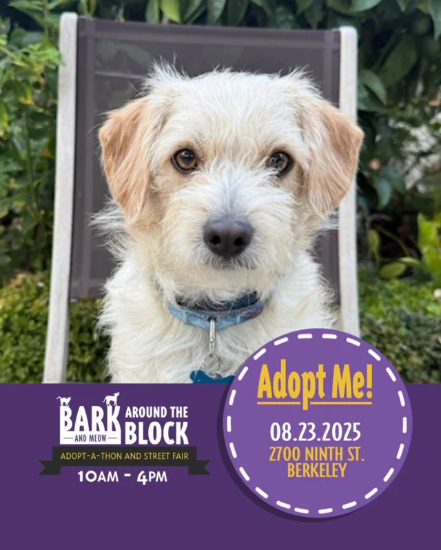 Christian Dior wants to be your new designer accessory! This sweet, loving boy is one toy-obsessed dog. His squeaky llama is his favorite! If you’re looking for a playful pup who is also a cuddle bug, he’s your man! Come meet him at Bark Around the Block this Saturday! We WILL be doing on-site adoptions — visit dpsrescue.org to get your applications in now. 

#BATBAdopt #adoptdontshop #rescuedogs #rescuedismyfavoritebreed #dpsrescue