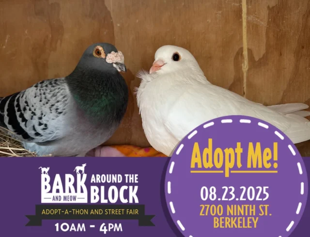Come meet rescued adoptable pigeons Cooper & Swan! Palomacy will be at Berkeley Humane's Bark Around the Block Adopt-A-Thon & Street Fair this Saturday from 10-4 at 2700 Ninth St. Berkeley to introduce you to amazing married couple Cooper (sweet, gentlemanly pigeon racing survivor) & his elegant wife Swan ("dove release" survivor). Come out & meet us 💝🐦#BATBAdopt #pigeonrescue #ilovepigeons #birdlovers #rescuebirds #pigeonracingkills #dovereleasekills #compassionforall #palomacy #FOMO