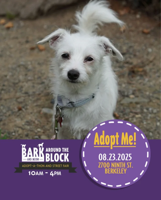 You may not be able to tell from her photos, but Fresca weighs a whopping 8.4 lbs! She’s a tiny little princess who is the definition of affectionate. Come meet her at Bark Around the Block this Saturday! We WILL be doing on-site adoptions — visit dpsrescue.org to get your applications in now. 

#BATBAdopt #adoptdontshop #rescuedogs #rescuedismyfavoritebreed #dpsrescue