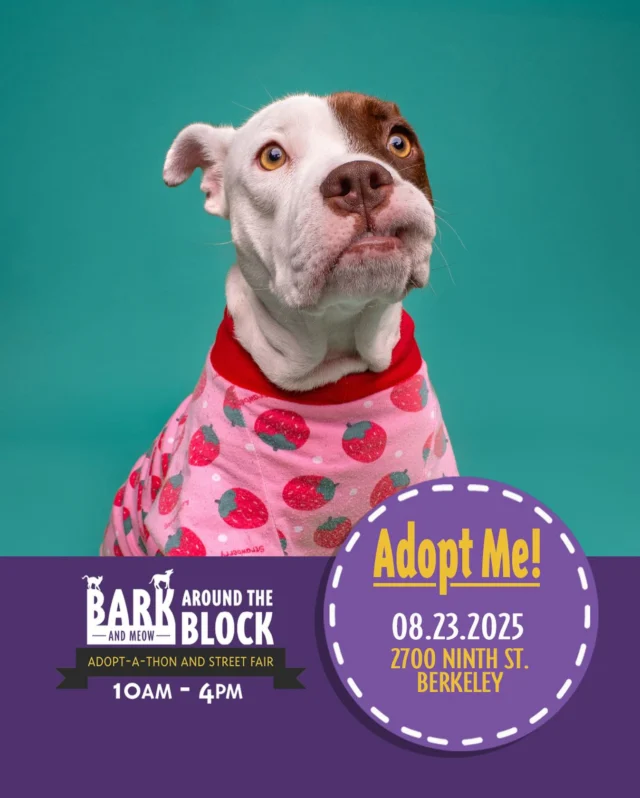 At 217 days in our Chamomile Tea is our longest resident! Our sweet house hippo is much beloved by our fosters and volunteers, and we have no idea how she has not found her happy ending yet, but we are crossing all fingers and paws that this will be her weekend! Come meet her at Bark Around the Block this Saturday! We WILL be doing on-site adoptions — visit dpsrescue.org to get your applications in now. 

#BATBAdopt #adoptdontshop #rescuedogs #rescuedismyfavoritebreed #dpsrescue#househippo #dontbullymybreed #pibblelove #landseal
