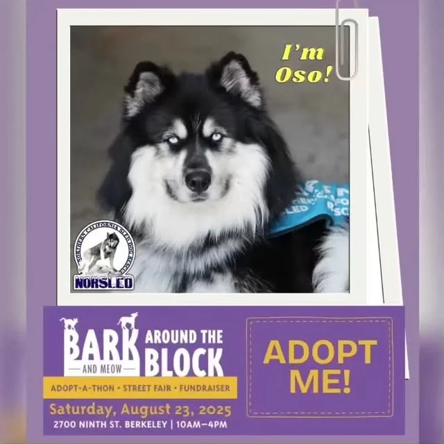 Meet Oso! This handsome floof is about 2.5 yrs old and weighs 65 lbs. He has gorgeous blue eyes and his beautiful fluffy coat makes him look bigger. He's potty trained and knows all the basic commands. He's extremely happy and lovable too! 💙

He'll be at Bark (and Meow) Around the Block hosted by our friends berkeleyhumane!🐾

📍2700 Ninth St. Berkeley, CA
📆 Sat. 08/23/25
🕛 10:00-4:00

This free outdoor event features entertainment, food and so much more, including dogs looking for their forever homes. Enjoy a fun-filled day and meet your future BFF.🥰

🐾We'll have adoptable dogs, vetted and ready for a new life! Our full line-up of dogs attending is coming soon. If you want to meet one in particular, please let us know, and we'll try to get them there. Pre-apply and maybe you can take one home.❤️

For more info on NorSled and our dogs, please visit: www.norsled.org.🐺

#BATBAdopt #berkeleyhumane #norsled #norsledrescue #fosteringsaveslives #fostertoadopt #adoptdontshop #adoptme #rescuedismyfavoritebreed #rescuedogsrock #huskiesofinstagram #rescuedogsofinstagram