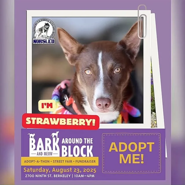📢Happening tomorrow 8/23! Here's our official line-up for berkeleyhumane's Bark (and Meow) Around the Block:

🌟Strawberry - F - 10 mos old
🌟Leif - M - 2 yrs old
🌟Coco - F - 2 yrs old
🌟Oso - M - 2.5 yrs old
🌟Sunny - F - 11 mos old
🌟Kodiak - M - 2 yrs old
🌟Jesper - M - 1 yr old
🌟Blanca - F - 5 mos old

🎉We'll have a few more adoptable dogs stopping by too!

🐾We hope to see you there:
📆 Sat. 08/23/25
🕛 10:00-4:00
📍2700 Ninth St. Berkeley, CA

This free outdoor event features entertainment, food and so much more, including dogs looking for their forever homes. Enjoy a fun-filled day and meet your future BFF.🥰

All of our adoptable dogs are vetted and ready for a new life! Pre-apply and maybe you can take one home.❤️

For more info on NorSled and our dogs, please visit: www.norsled.org.🐺

#BATBAdopt #berkeleyhumane #norsled #norsledrescue #fosteringsaveslives #fostertoadopt #adoptdontshop #adoptme #rescuedismyfavoritebreed #rescuedogsrock #huskiesofinstagram #rescuedogsofinstagram