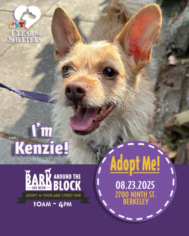 🌟🐶 Meet Kenzie!

This feisty love bug is bursting with personality and a whole lot of heart. Kenzie is all about park romps, making new friends, and soaking up every tummy rub she can get. She knows what she likes and would do best as the only dog in the home — which just means more love for you!

Kenzie is a trial adoption required pup, so today’s the perfect day to start your journey together. Come meet her at Bark (& Meow) Around the Block!

📍 Bark (& Meow) Around the Block — the Bay Area’s premier Clear the Shelters Adopt-A-Thon
📅 Saturday, August 23 | 10 AM – 4 PM
📌 2700 Ninth St., Berkeley

🔗 berkeleyhumane.org/events/bark-and-meow/

#BATBAdopt #ClearTheShelters #BerkeleyHumane #BayAreaPets #AdoptKenzie