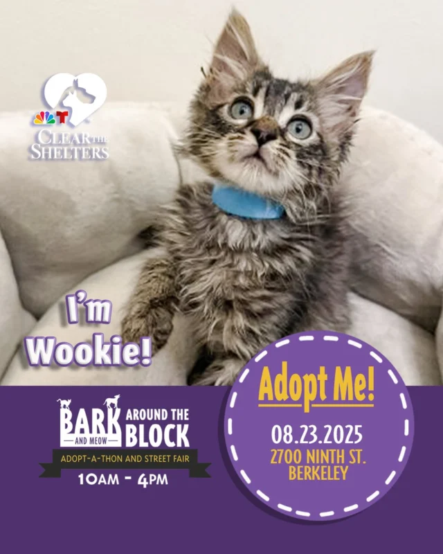 🪐 Meet Wookie — a brown tabby adventurer with plenty of heart and just the right touch of mischief. Small in size but mighty in charm, Wookie’s playful curiosity and lap-ready cuddles make him the perfect co-pilot for life’s everyday adventures. Ready for a loyal companion who’ll always be by your side? Wookie is set to conquer your heart faster than the Millennium Falcon. 🚀
Watch NBC Bay Area’s Clear the Shelters coverage live from Bark (& Meow) Around the Block — where adoptable pets, family fun, and our community take center stage in Berkeley!
Learn more about Wookie here: https://berkeleyhumane.org/events/bark-and-meow/
📍 Bark (& Meow) Around the Block — Saturday, August 23, 10 AM–4 PM @ 2700 Ninth St., Berkeley | Fee-waived adoptions
#BATBAdopt #NBCBayArea #ClearTheShelters #BerkeleyHumane #AdoptDontShop #BayAreaPets