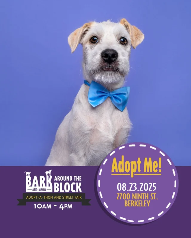 Bash wants you to know that he is incredibly well behaved for his young age, and that he adores other dogs! Come meet him (and his girlfriend Wrinkles!) at Bark Around the Block this Saturday! We WILL be doing on-site adoptions — visit dpsrescue.org to get your applications in now. 

#BATBAdopt #adoptdontshop #rescuedogs #rescuedismyfavoritebreed #dpsrescue