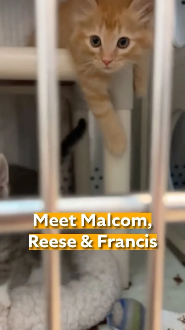 Malcom, Reese, and Francis (90s kids know) will be available to meet and take home this Saturday, August 23 in Berkeley - we're offering discounted adoptions at Bark & Meow Around the Block!

We'll also have available dogs, more kittens, an Ask-a-Trainer booth for all your burning questions about cat and dog behavior, AND a voucher good for one discounted adoption at our facilities in Oakland and Dublin. Find us:

📅 Saturday, August 23
⏰ 10 a.m. to 4 p.m.
📍 2700 Ninth Street, Berkeley

It's our first time joining in this annual street fair lead by berkeleyhumane and we couldn't be more excited. We hope to see you there! #BATBAdopt