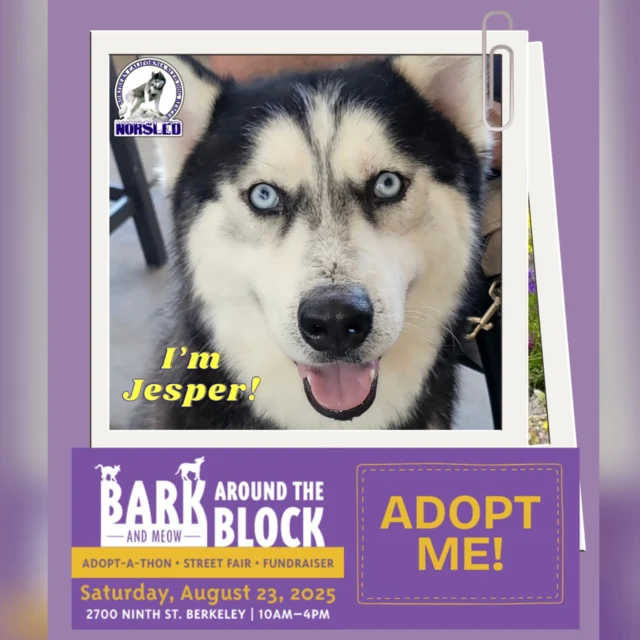 Meet Jesper! This boy is just about a year old and ready for his forever home!😍

He'll be at Bark (and Meow) Around the Block hosted by our friends berkeleyhumane!🐾

📍2700 Ninth St. Berkeley, CA
📆 Sat. 08/23/25
🕛 10:00-4:00

This free outdoor event features entertainment, food and so much more, including dogs looking for their forever homes. Enjoy a fun-filled day and meet your future BFF.🥰

🐾We'll have adoptable dogs, vetted and ready for a new life! Our full line-up of dogs attending is coming soon. If you want to meet one in particular, please let us know, and we'll try to get them there. Pre-apply and maybe you can take one home.❤️

For more info on NorSled and our dogs, please visit: www.norsled.org.🐺

#BATBAdopt #berkeleyhumane #norsled #norsledrescue #fosteringsaveslives #fostertoadopt #adoptdontshop #adoptme #rescuedismyfavoritebreed #rescuedogsrock #huskiesofinstagram #rescuedogsofinstagram