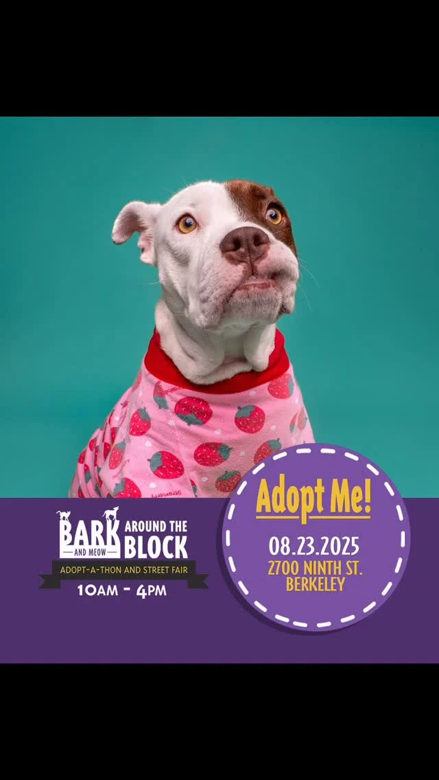 TOMORROW, 10-4 pm- Come meet all of these amazing adoptable pups!We WILL be doing on-site adoptions — visit dpsrescue.org to get your applications in now. 

#BATBAdopt #adoptdontshop #rescuedogs #rescuedismyfavoritebreed #dpsrescue