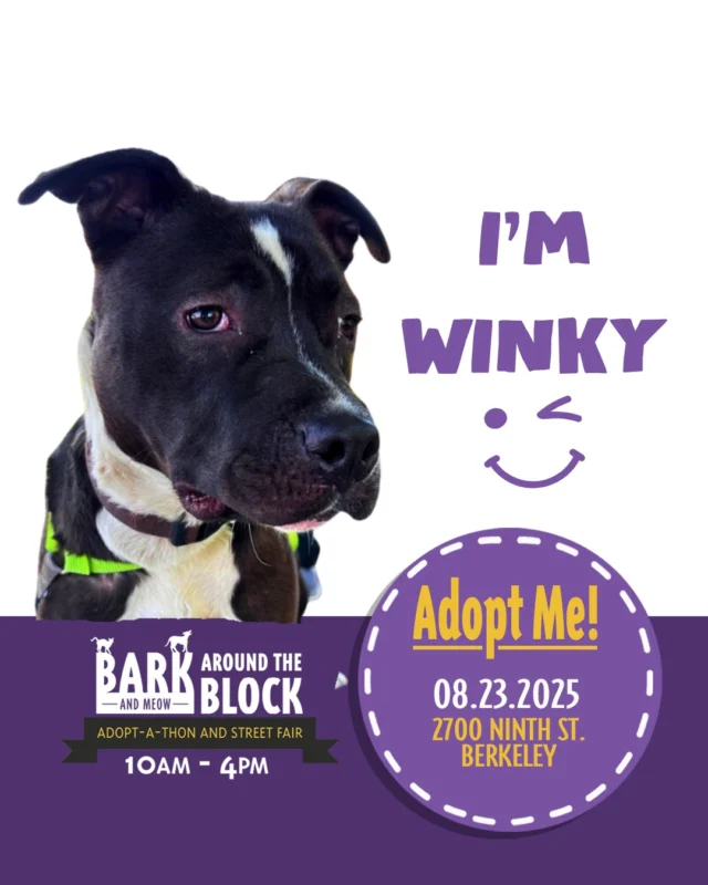 🎉 It’s almost time to Bark Around the Block!

25+ shelters -- including FAAS! Hundreds of adoptable pets. One giant block party to find them all loving homes.🧡

Our very own Winky may be making an appearance with some of our other residents! She's a polite, easy-to-manage yet high-energy pup with a sweet-natured personality. 

➡ Check it out + plan your day: https://berkeleyhumane.org/events/bark-and-meow/

#BarkAroundTheBlock2025 #BarkAroundAdoptions #BATBDay25 #BayAreaAdoptions #BarkAndMeow #BATBAdopt