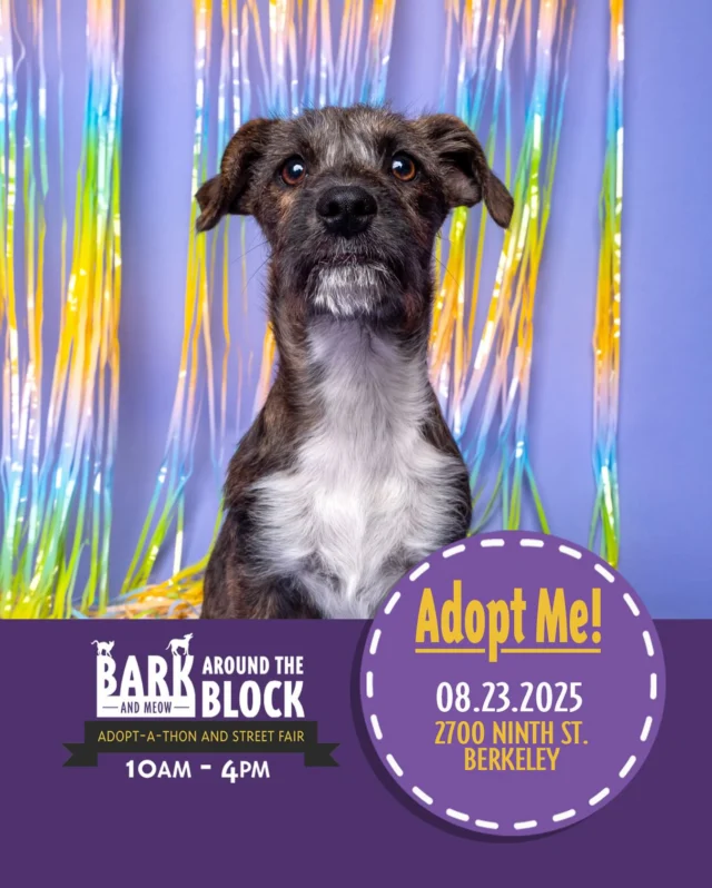 Ready for a party? Gala is always down to celebrate! Come meet this cutie at Bark Around the Block TOMORROW! We WILL be doing on-site adoptions — visit dpsrescue.org to get your applications in now. 

#BATBAdopt #adoptdontshop #rescuedogs #rescuedismyfavoritebreed #dpsrescue