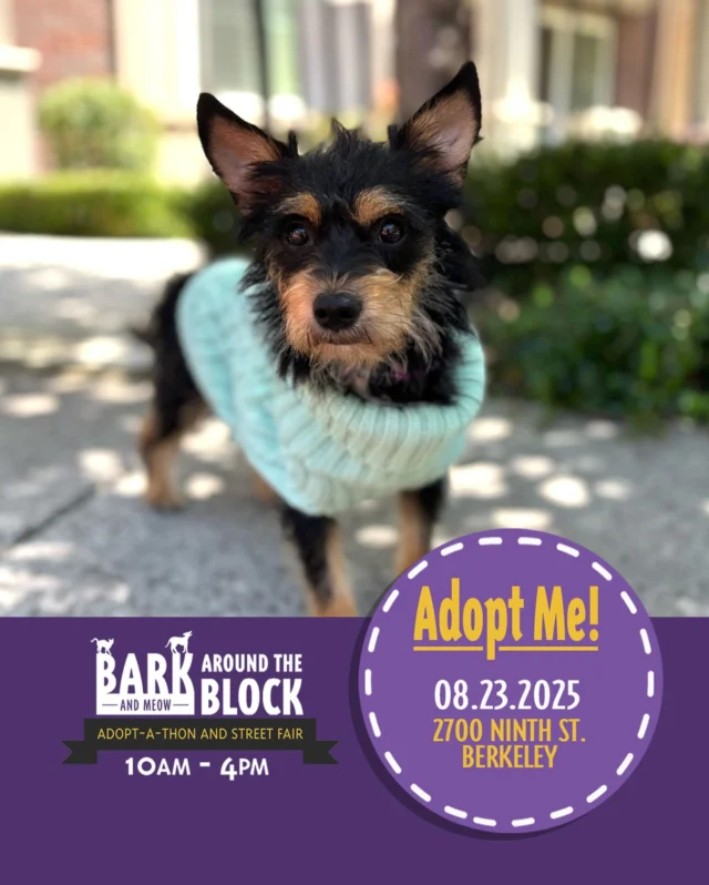 Bundtlet has finished raising her babies and now she’s ready for a home of her own!
Come meet her at Bark Around the Block this Saturday! We WILL be doing on-site adoptions — visit dpsrescue.org to get your applications in now. 

#BATBAdopt #adoptdontshop #rescuedogs #rescuedismyfavoritebreed #dpsrescue