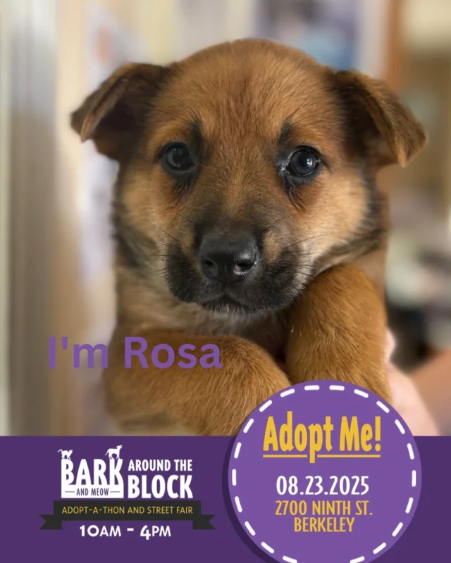 Come see us at the Berkeley Humane Bark Around The Block, this Saturday 8/23. Meet some of our adorable available puppies and find a new best friend! 
See lots of organizations and vendors, and enjoy this street fair with us!

These sweet sisters are ready for their furever homes! 

berkeleyhumane 
#BATBAdopt
#batbday25 
#puppiesforadoption #adoptarescuedog #puppylover