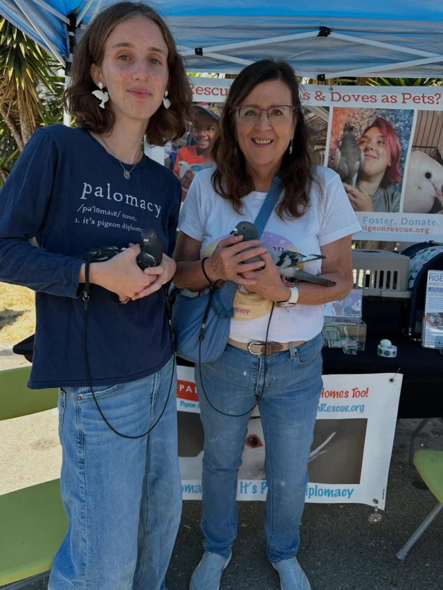 Part 2 of 2: Palomacy had an extraordinary day at berkeleyhumane's Bark Around the Block Adopt-A-Thon! We met so many amazing people & they met so many amazing pigeons & one very special little dove (Yay, Rhubarb!). Big thanks to our hosts, all their awesome volunteers (purple shirts) & our awesome volunteers Michelle m.m.norman who brought Egret, Sassafras Starlene, Sugarplum & Tutu & to Kyla & Rhubarb. I brought the usual suspects, Swan & Cooper & Bailey & Hamish & they made us very proud working their pigeon diplomacy sweetly all the long day.

#BATBAdopt #pigeondiplomacy #palomacy #birdlovers #rescuebirds #ilovepigeons #dovelove #volunteersmakeadifference #fosteringsaveslives #compassionforall #adoptdontshop