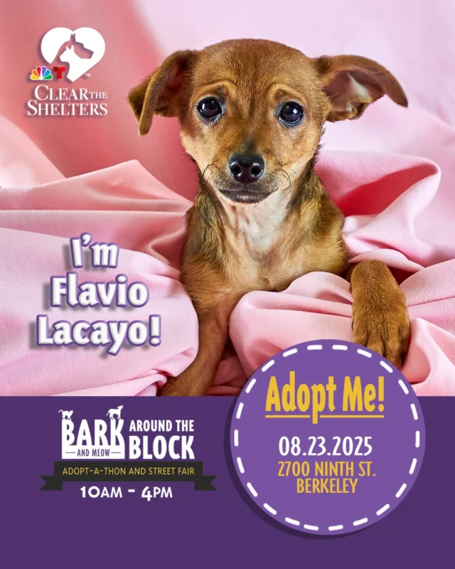 🌟🐾 All eyes on Flavio!

Sweet, snuggly, and overflowing with playful charm, this little star is ready to light up Bark (& Meow) Around the Block. Flavio is all about playtime, snuggles, and stealing hearts — and he’s making his big debut TODAY!

📍 Meet Flavio at Bark (& Meow) Around the Block — the Bay Area’s premier Clear the Shelters Adopt-A-Thon!
📅 Saturday, August 23 | 10 AM – 4 PM
📌 2700 Ninth St., Berkeley

🔗 berkeleyhumane.org/events/bark-and-meow/

#BATBAdopt #ClearTheShelters #BerkeleyHumane #BayAreaPets #AdoptFlavio