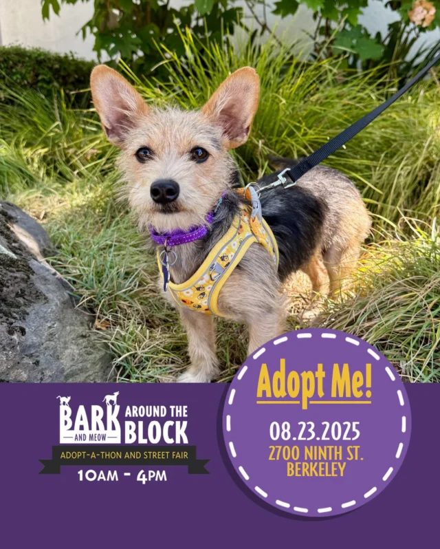 Meet Pixie! This 6-7 month old Yorkie mix is sweet, petite, and ready to meet! Come meet this cutie at Bark Around the Block TOMORROW! We WILL be doing on-site adoptions — visit dpsrescue.org to get your applications in now. 

#BATBAdopt #adoptdontshop #rescuedogs #rescuedismyfavoritebreed #dpsrescue