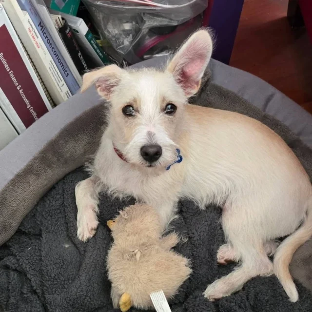 Ollie, a little Orchard Pup with a Whole Lot of Love!

Ollie is a 7-month-old terrier mix who’s already come such a long way. Found all alone in an orchard with no human experience, this sweet little survivor is now learning the joys of belly rubs, cozy naps, and being loved.

✨ Almost fully potty trained
✨ Couch snuggler extraordinaire
✨ Loves other dogs (they’re his mentors and playmates)
✨ A little shy at first, but warms up quickly with patience and kindness
✨ Needs another friendly dog in the home to help him continue building confidence

And here’s the fun part—Ollie has a wild side too! He loves climbing trees (yes, really!) and chasing squirrels and birds like a true little explorer.

If interested in adoption, please visit or website at https://www.ebarr.org/dogs-puppies
Submit a completed application. mail to animalrescue@ebarr.org
Upon approval, we will be happy to schedule a meet and greet.

#batbadopt #MeetOllie #AdoptOllie #RescueDog #TerrierPup #EBARRAdoptables #AdoptDontShop #EastBayAnimalRescueAndRefuge
