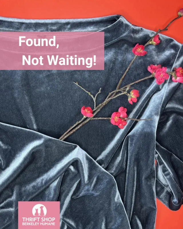 🖤 Found, Not Waiting

Velvet. Silver. Fringe.

Some pieces don’t wait around… and neither should you.

These are the kinds of finds that turn a quick pass through the racks into something way better than planned.

See what’s new at Thrift Shop Berkeley Humane.

berkeleyhumane.org/thrift-shop/

#BerkeleyHumane #BerkeleyHumaneLove #ThriftStyle #ThriftFashion #BayAreaStyle #EastBayStyle #SecondhandFashion #SustainableFashion #ThriftedLooks #StyleFinds #BayAreaShopping #ThriftStoreFinds