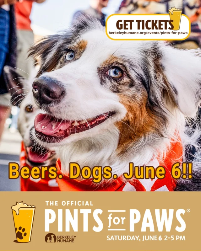 This sells out. Every year.

Pints for Paws is back on June 6—and if you’ve been before, you already know.

If you haven’t… this is the one people talk about all summer.

🍺 Unlimited tastings from local breweries, cider makers, and more
🐶 300+ dogs and 1,000+ people
🎧 Live DJ, food, games, and all-around good energy

It’s the East Bay’s #1 fundraising event, six years running—and it all supports urgent medical care and foster-based recovery for shelter pets who need it most.

🎟️ Get your tickets now:
berkeleyhumane.org/events/pints-for-paws/

#PintsForPaws #PintsForPaws2026 #BerkeleyHumaneLove #EastBayEvents #BayAreaEvents #BeerLovers #CraftBeer #DogFriendlyEvents #AdoptDontShop #BerkeleyEvents #ThingsToDoInTheBay #WeekendPlans #SupportLocal #FundraiserEvent #supportP4P