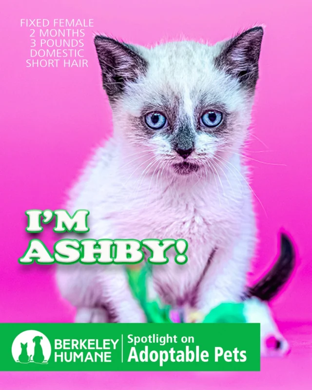 Meet Ashby!

This tiny lilac point kitten is officially ready to race straight into somebody’s heart. From toy chases to full-speed living room zoomies, Ashby is nonstop fun wrapped up in one tiny furry body.

At just 2 months old, Ashby is curious about absolutely everything and fully committed to exploring every inch of the world around her.

Meet Ashby and her siblings this Saturday at Berkeley Humane’s Solano Ave. Thrift Shop Adoption Day.

Saturday, 11AM–2PM
1120 Solano Ave.
Albany, CA

Learn more at berkeleyhumane.org

#BerkeleyHumaneLove #AdoptDontShop #KittensOfInstagram #KittenSeason #BerkeleyCats #BayAreaCats #AdoptableCats #RescueKittens #ShelterCats #LilacPoint #CatLovers #EastBayPets #BayAreaPets #KittenLove #RescueCats #AlbanyCA