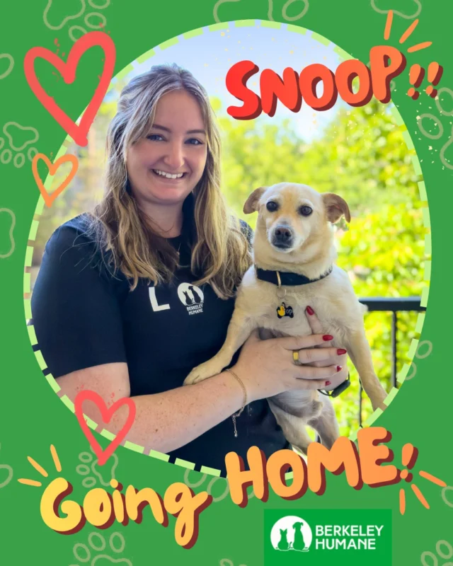 What a week for happy moments, fresh starts, couch takeovers, kitten zoomies, nap schedules, snack negotiations, and brand new best friends!!

Officially HOME this week ❤
• Snoop
• Buzz
• Woody
• Addison & Adeline
• Ashby
• Peach

Huge congratulations to all of our adopters and thank you for choosing adoption. The cutest chapter starts now! 🐾❤

berkeleyhumane.org

#BerkeleyHumaneLove #AdoptDontShop #Adopted #PetAdoption #ShelterPets #RescueCat #RescueDog #CatsOfInstagram #DogsOfInstagram #BayAreaPets #EastBayPets #BerkeleyCA #HappyMoments #NewBestFriend