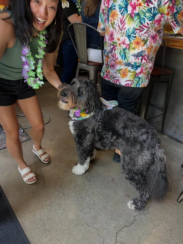 All dogs welcome at oaklandunitedbeerworks Pints for Paws celebration! oaklandunitedbeerworks is donating 1.00 from every beer sold today to berkeleyhumane supporting our programs, our animals and the people who love them. Open tonight until 8:00 pm- don’t miss the fun! #supportp4p