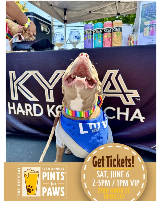 Cheers to festival season 🎉 We couldn’t be more excited to see everyone again this year at Pints For Paws 🐾 for our friends Berkeley Humane Society ❤️

berkeleyhumane pintsforpaws 
#supportp4p #festival #fundraiser #hardkombucha
