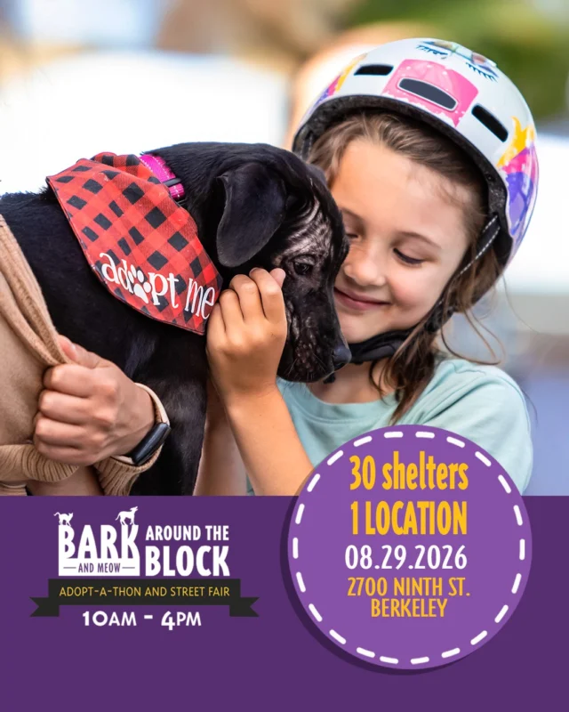 Meet 300+ adoptable animals in one incredible day!

Bark (& Meow) Around the Block returns Saturday, August 29, bringing together more than 30 shelters and rescue organizations for California’s largest single-location pet adoption event.

Find dogs, cats, puppies, kittens and more, plus pet-related vendors, food, a DJ and fun for the whole family. Most adoption fees will be waived, and admission is free.

Saturday, August 29
10:00 a.m.–4:00 p.m.
2700 Ninth Street, Berkeley

Come meet your new family member and help give shelter pets across the Bay Area a new chapter.

Bark (& Meow) Around the Block is part of NBC Bay Area’s Clear the Shelters Month.

#BATBAdopt26 #NBCBayArea #Telemundo48 #NBCCleartheshelters #BerkeleyHumane #PetAdoptionEvent #BayAreaPets #AdoptLocal #ShelterPets
