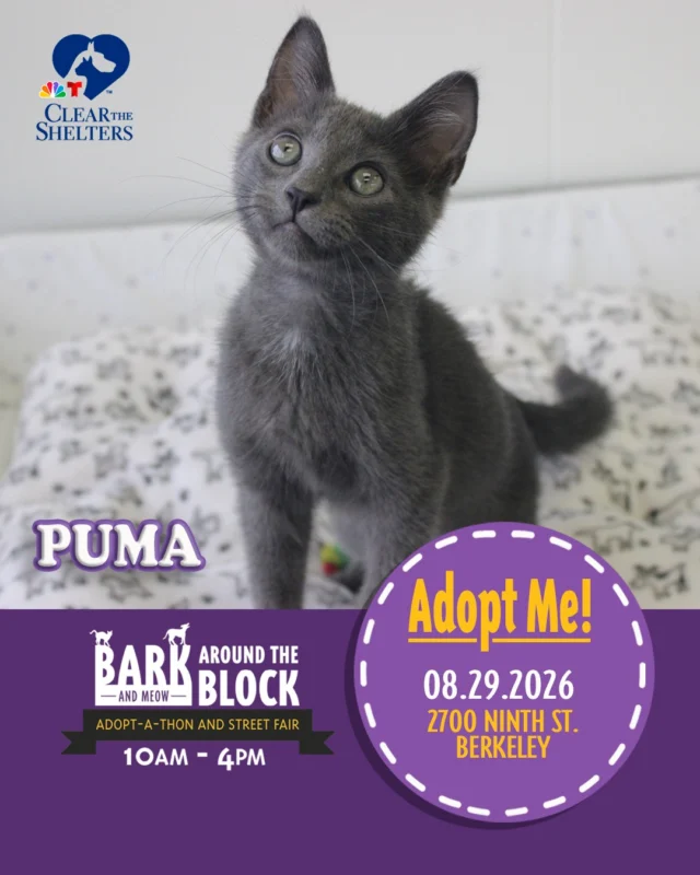Meet Puma! One of the many adoptable pets you can meet at Bark (& Meow) Around the Block! Despite the fierce name, this sweet kitten is all about soft blankets, gentle pets, and cozy lap naps. When he's not cuddling, Puma loves exploring, chasing toys, and finding the perfect perch to watch the world go by. 

On Saturday, August 29, more than 300 adoptable pets from 30+ shelters and rescue organizations will come together in Berkeley for California’s largest single-location pet adoption event. 

Come meet dogs, cats, puppies, kittens, and more, all looking for loving homes. Berkeley Humane adoption fees are waived, with additional adoption specials available throughout the event. 

Bark (& Meow) Around the Block 
Saturday, August 29, 2026 
10:00 a.m.–4:00 p.m. 
2700 Ninth Street, Berkeley 
FREE admission 

Learn more: Bark (& Meow) Around the Block : Berkeley Humane 

#BATBAdopt26 #NBCBayArea #Telemundo48 #NBCClearTheShelters #VisitBerkeley #BerkeleyHumane #AdoptDontShop #PetAdoption #Berkeley