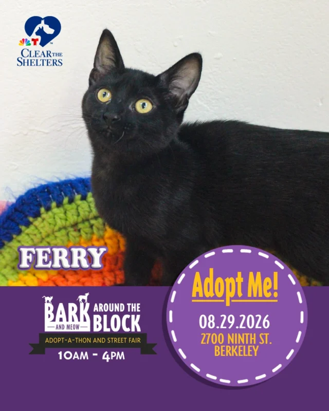 Meet Ferry! One of the many adoptable pets you can meet at Bark (& Meow) Around the Block! Rain or shine, this sweet kitten is ready to brighten your day. Ferry loves window watching, playful adventures, and cozying up under the blankets for cuddles when the day winds down. 

On Saturday, August 29, more than 300 adoptable pets from 30+ shelters and rescue organizations will come together in Berkeley for California’s largest single-location pet adoption event. 

Come meet dogs, cats, puppies, kittens, and more, all looking for loving homes. Berkeley Humane adoption fees are waived, with additional adoption specials available throughout the event. 

Bark (& Meow) Around the Block 
Saturday, August 29, 2026 
10:00 a.m.–4:00 p.m. 
2700 Ninth Street, Berkeley 
FREE admission 

Learn more: Bark (& Meow) Around the Block : Berkeley Humane 

#BATBAdopt26 #NBCBayArea #Telemundo48 #NBCClearTheShelters #VisitBerkeley #BerkeleyHumane #AdoptDontShop #PetAdoption #Berkeley