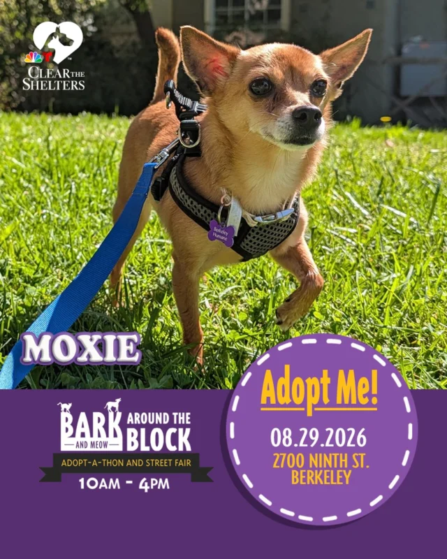 Meet Moxie! One of the many adoptable pets you can meet at Bark (& Meow) Around the Block! This sweet girl may be small, but she has a big heart and plenty of love to give. She loves meeting new people, soaking up attention, and staying close to her favorite humans. 

On Saturday, August 29, more than 300 adoptable pets from 30+ shelters and rescue organizations will come together in Berkeley for California’s largest single-location pet adoption event. 

Come meet dogs, cats, puppies, kittens, and more, all looking for loving homes. Berkeley Humane adoption fees are waived, with additional adoption specials available throughout the event. 

Bark (& Meow) Around the Block 
 Saturday, August 29, 2026 
 10:00 a.m.–4:00 p.m. 
 2700 Ninth Street, Berkeley 
 FREE admission 

Learn more: Bark (& Meow) Around the Block : Berkeley Humane 

#BATBAdopt26 #NBCBayArea #Telemundo48 #NBCClearTheShelters #VisitBerkeley #BerkeleyHumane #AdoptDontShop #PetAdoption #Berkeley