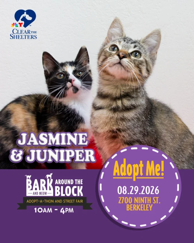 Meet Jasmine & Juniper! Two of the many adoptable pets you can meet at Bark (& Meow) Around the Block! These playful sisters love exploring, chasing toys, and soaking up attention before settling in for cozy cuddles and naps. 

On Saturday, August 29, more than 300 adoptable pets from 30+ shelters and rescue organizations will come together in Berkeley for California’s largest single-location pet adoption event. 

Come meet dogs, cats, puppies, kittens, and more, all looking for loving homes. Berkeley Humane adoption fees are waived, with additional adoption specials available throughout the event. 

Bark (& Meow) Around the Block 
Saturday, August 29, 2026 
10:00 a.m.–4:00 p.m. 
2700 Ninth Street, Berkeley 
FREE admission 

Learn more: Bark (& Meow) Around the Block : Berkeley Humane 

#BATBAdopt26 #NBCBayArea #Telemundo48 #NBCClearTheShelters #VisitBerkeley #BerkeleyHumane #AdoptDontShop #PetAdoption #Berkeley