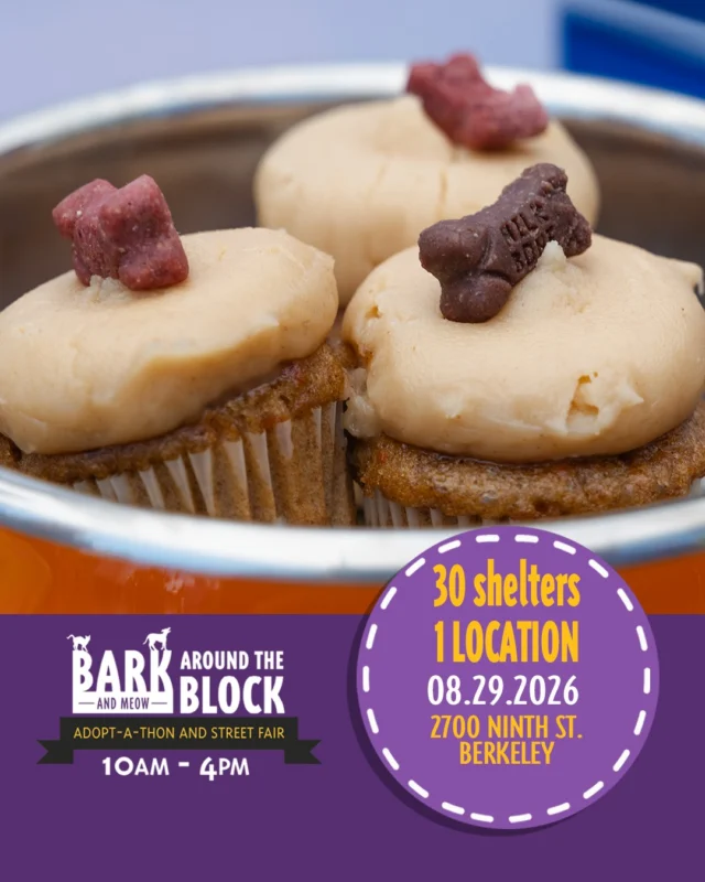 Shop, snack & celebrate! 

There’s more to Bark (& Meow) Around the Block than finding your new best friend! Spend the day exploring fun pet-friendly products, treats, toys, goodies, and more from vendors joining us for this special event. Whether you’re shopping for your current furry family member or looking for something special to welcome a new one home, there will be plenty to discover! 

And yes, the pups get to join in on the fun, too! Be sure to stop by for adorable cupcakes made especially for dogs, a sweet way to spoil your four-legged friend while you enjoy the festivities! 

Join us Saturday, August 29 from 10 AM–4 PM at 2700 Ninth Street in Berkeley for an incredible day featuring 300+ adoptable animals, 30+ shelters and rescue organizations, pet vendors, food, a DJ, and fun for the whole family. 

Admission is FREE, and most adoption fees will be waived! Come shop, grab a treat, meet some amazing animals, and maybe even find the newest member of your family. We’ll see you there! 

#BATBAdopt26 #NBCBayArea #Telemundo48 #NBCCleartheshelters #BerkeleyHumane #PetAdoptionEvent #BayAreaPets #AdoptLocal #ShelterPets