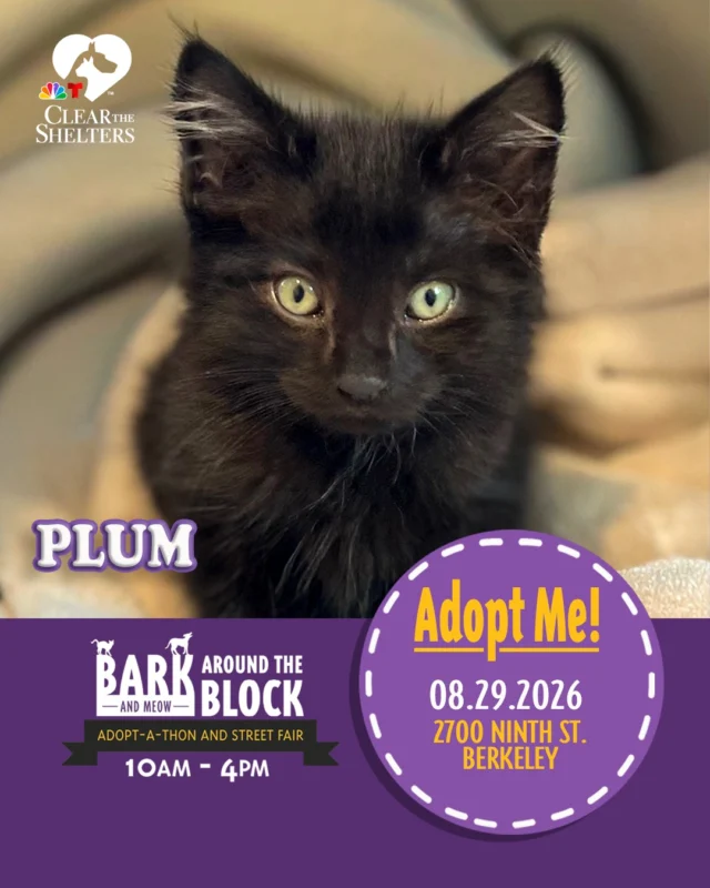 Meet Plum! One of the many adoptable pets you can meet at Bark (& Meow) Around the Block! She loves chasing toys, climbing cat trees, and being right in the middle of the action. When playtime is over, Plum is happiest curled up beside you for a cozy nap. 

On Saturday, August 29, more than 300 adoptable pets from 30+ shelters and rescue organizations will come together in Berkeley for California’s largest single-location pet adoption event. 

Come meet dogs, cats, puppies, kittens, and more, all looking for loving homes. Berkeley Humane adoption fees are waived, with additional adoption specials available throughout the event. 

Bark (& Meow) Around the Block 
 Saturday, August 29, 2026 
 10:00 a.m.–4:00 p.m. 
 2700 Ninth Street, Berkeley 
 FREE admission 

Learn more: Bark (& Meow) Around the Block : Berkeley Humane 

#BATBAdopt26 #NBCBayArea #Telemundo48 #NBCClearTheShelters #VisitBerkeley #BerkeleyHumane #AdoptDontShop #PetAdoption #Berkeley #ThanksToMaddie