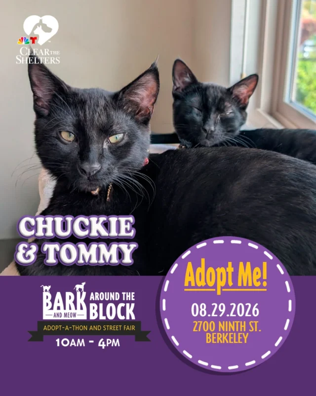 Meet Chuckie & Tommy! Two of the many adoptable pets you can meet at Bark (& Meow) Around the Block! These adorable brothers are always ready for their next adventure, whether they're chasing each other around, soaking up the sunshine, or curling up together for a cozy kitten nap. 

On Saturday, August 29, more than 300 adoptable pets from 30+ shelters and rescue organizations will come together in Berkeley for California’s largest single-location pet adoption event. 

Come meet dogs, cats, puppies, kittens, and more, all looking for loving homes. Berkeley Humane adoption fees are waived, with additional adoption specials available throughout the event. 

Bark (& Meow) Around the Block 
 Saturday, August 29, 2026 
 10:00 a.m.–4:00 p.m. 
 2700 Ninth Street, Berkeley 
 FREE admission 

Learn more: Bark (& Meow) Around the Block : Berkeley Humane 

#BATBAdopt26 #NBCBayArea #Telemundo48 #NBCClearTheShelters #VisitBerkeley #BerkeleyHumane #AdoptDontShop #PetAdoption #Berkeley