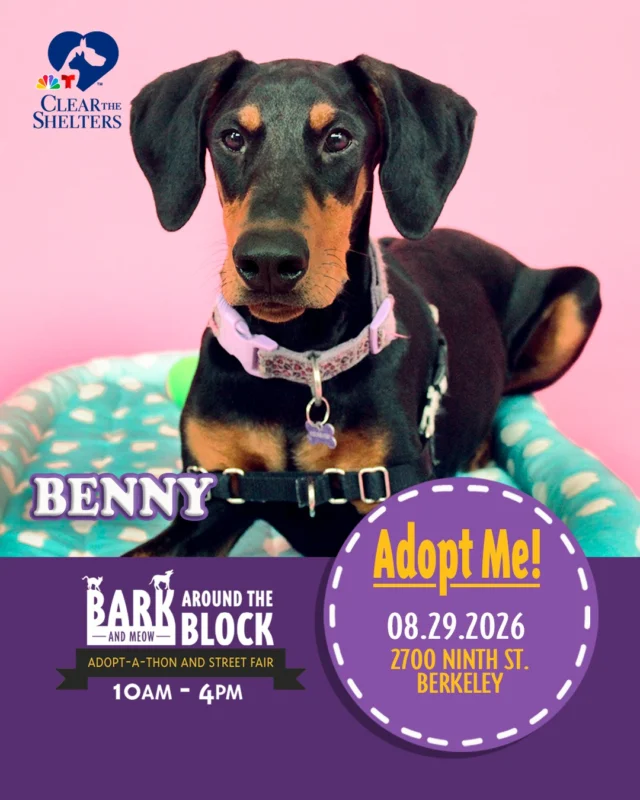 Meet Benny! One of the many adoptable pets you can meet at Bark (& Meow) Around the Block! This happy-go-lucky puppy has a big heart, plenty of puppy energy, and a goofy personality that will keep you smiling. He loves toys, adventures, snacks, and spending time with his people. 

On Saturday, August 29, more than 300 adoptable pets from 30+ shelters and rescue organizations will come together in Berkeley for California’s largest single-location pet adoption event. 

Come meet dogs, cats, puppies, kittens, and more, all looking for loving homes. Berkeley Humane adoption fees are waived, with additional adoption specials available throughout the event. 

Bark (& Meow) Around the Block 
 Saturday, August 29, 2026 
 10:00 a.m.–4:00 p.m. 
 2700 Ninth Street, Berkeley 
 FREE admission 

Learn more: Bark (& Meow) Around the Block : Berkeley Humane 

#BATBAdopt26 #NBCBayArea #Telemundo48 #NBCClearTheShelters #VisitBerkeley #BerkeleyHumane #AdoptDontShop #PetAdoption #Berkeley