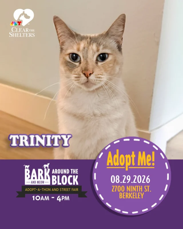 Meet Trinity! One of the many adoptable pets you can meet at Bark (& Meow) Around the Block! This sweet girl is happiest by your side, soaking up gentle pets, cozy naps, and plenty of affection.  She may be a little shy at first, but with some patience and love, Trinity is ready to become your cuddly companion. 

On Saturday, August 29, more than 300 adoptable pets from 30+ shelters and rescue organizations will come together in Berkeley for California’s largest single-location pet adoption event. 

Come meet dogs, cats, puppies, kittens, and more, all looking for loving homes. Berkeley Humane adoption fees are waived, with additional adoption specials available throughout the event. 

Bark (& Meow) Around the Block 
 Saturday, August 29, 2026 
 10:00 a.m.–4:00 p.m. 
 2700 Ninth Street, Berkeley 
 FREE admission 

Learn more: Bark (& Meow) Around the Block : Berkeley Humane 

#BATBAdopt26 #NBCBayArea #Telemundo48 #NBCClearTheShelters #VisitBerkeley #BerkeleyHumane #AdoptDontShop #PetAdoption #Berkeley #ThanksToMaddie