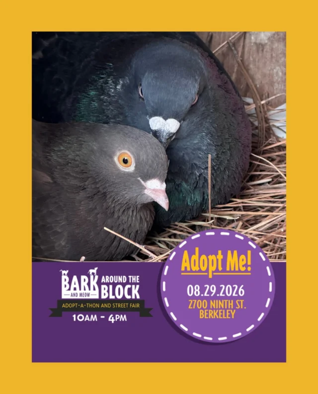 So THIS is happening! Berkeley Humane’s Bark Around the Block: Adopt-a-Thon & Street Fair is getting even more COO with Palomacy’s adoptable friends! Here are outreach stars Mardi Gras & Peck - don’t mind his grumpy face, he is a MASSIVE snuggly bird and Peck is the tiniest Thumbalina sized sweetheart! 
Saturday 8-29-26
10am - 4pm
2700 9th St. Berkeley
#BATBAdopt26 #Berkeley #adoptdontshop